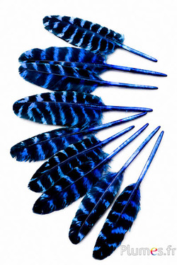 Tacchino - 10-15 cm - turchese